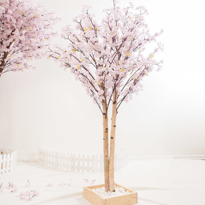 쌍대벚꽃나무 210cm플라워트리